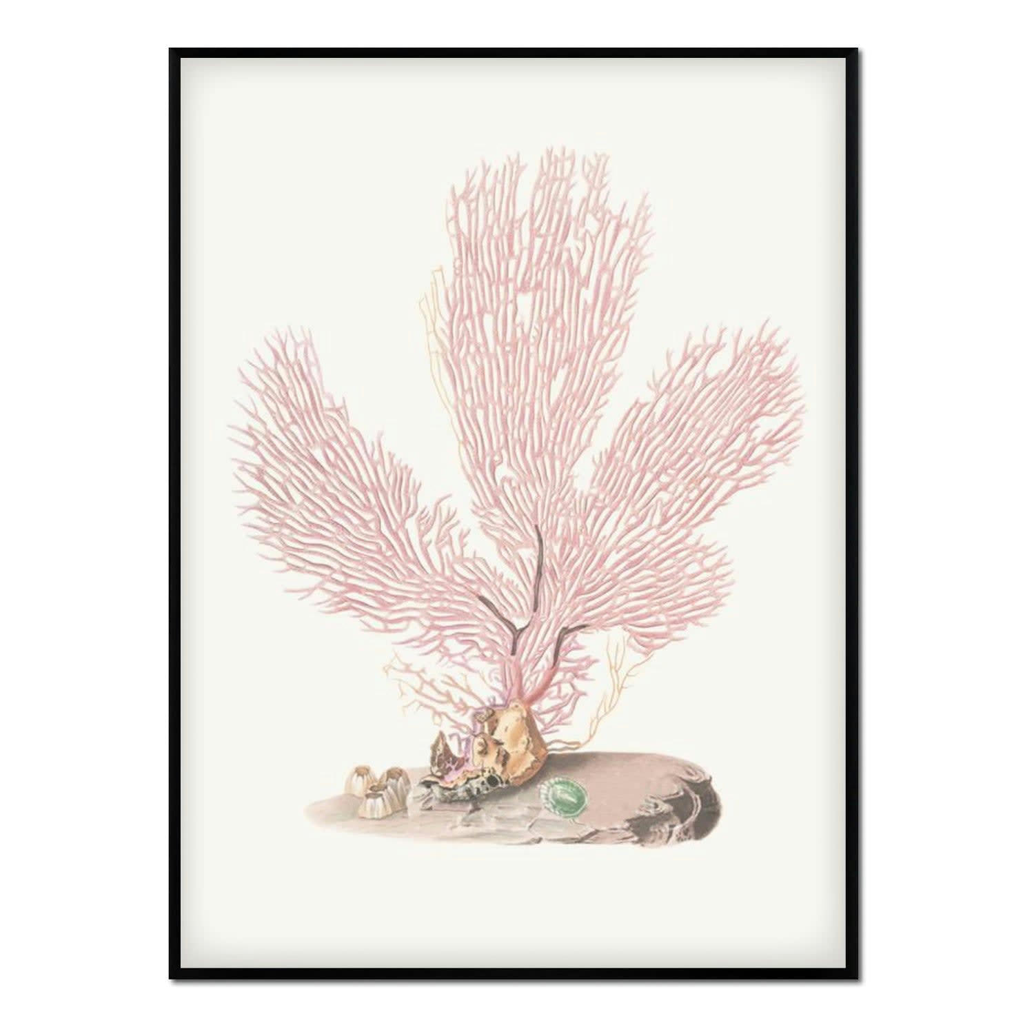 CORAL - Affiche avec cadre noir - Corail Rose - 50x70