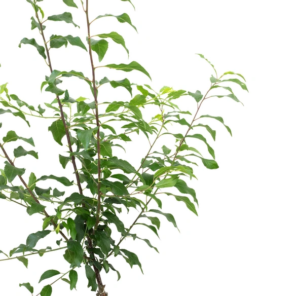 Großfruchtige Schlehe, Prunus Spinosa