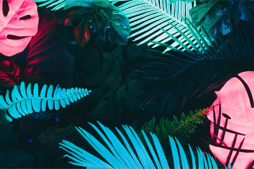 Fototapeta Kolorowe ROŚLINY Urban Jungle 90x60cm