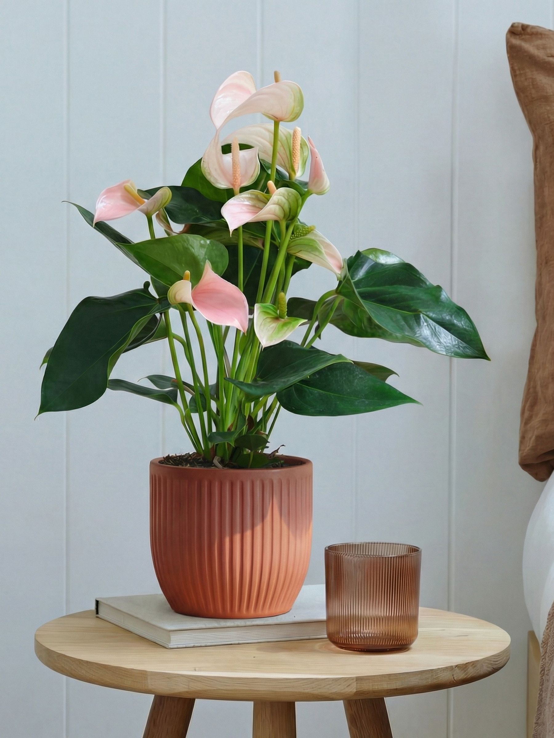 Beards & Daisies Pink Real Peach Anthurium Plant in Ribbed Pot