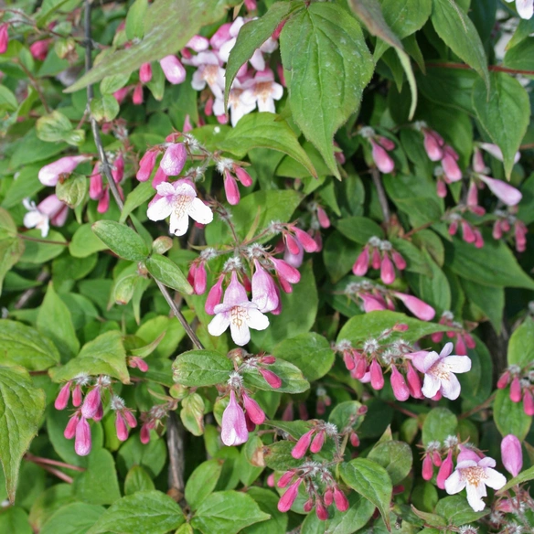 Pflanze »Kolkwitzia amabilis«, mehrjährig, rosa-weiß