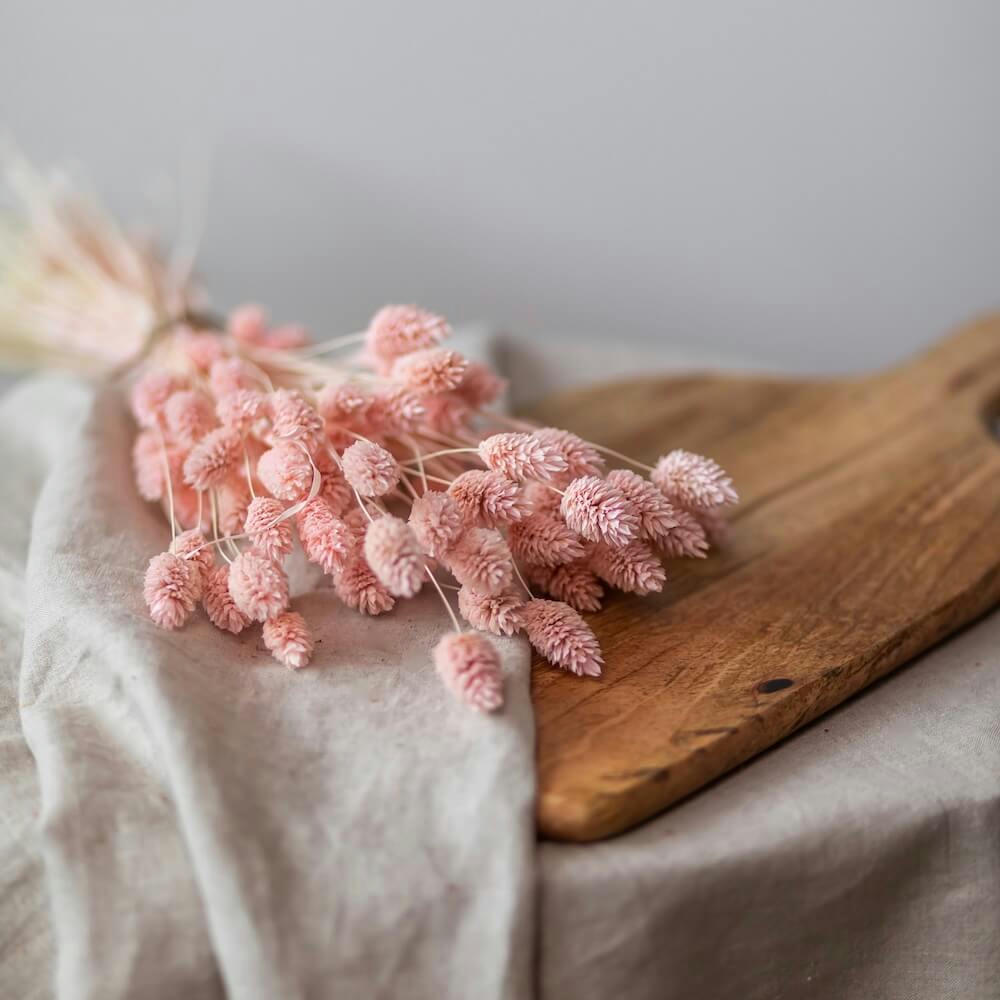 - Botte Phalaris rose poudré