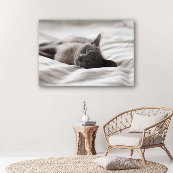 Feeby Obraz na płótnie Śpiący kot 60x40