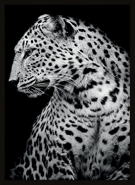Affiche léopard de profil noir et blanc L.50 x H.70cm Dada Art