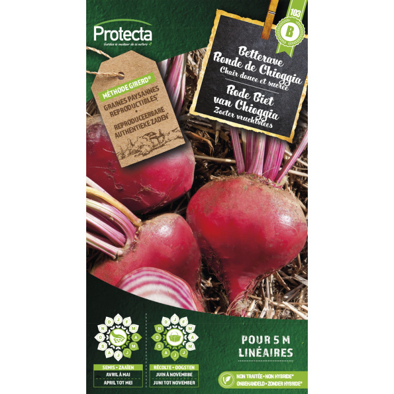 Semences de betterave Ronde de Chioggia PROTECTA