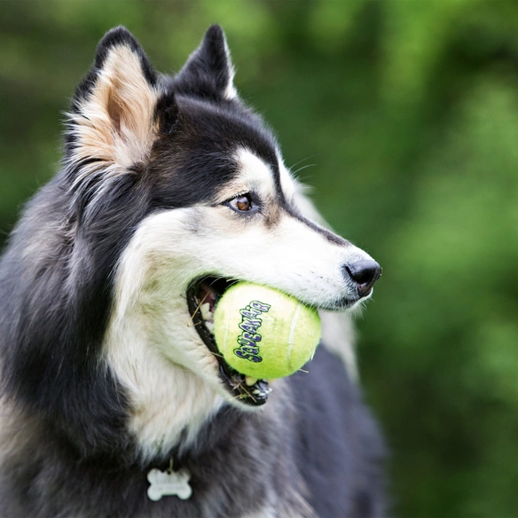 Hundespielzeug, mehrfarbig