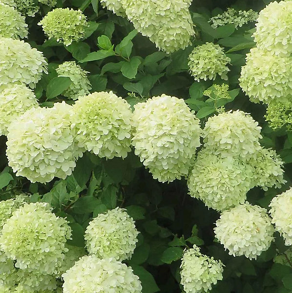 2 x Hortensia paniculé 'Little Lime' - Hydrangea paniculata 'Little Lime'- 40-50 cm pot