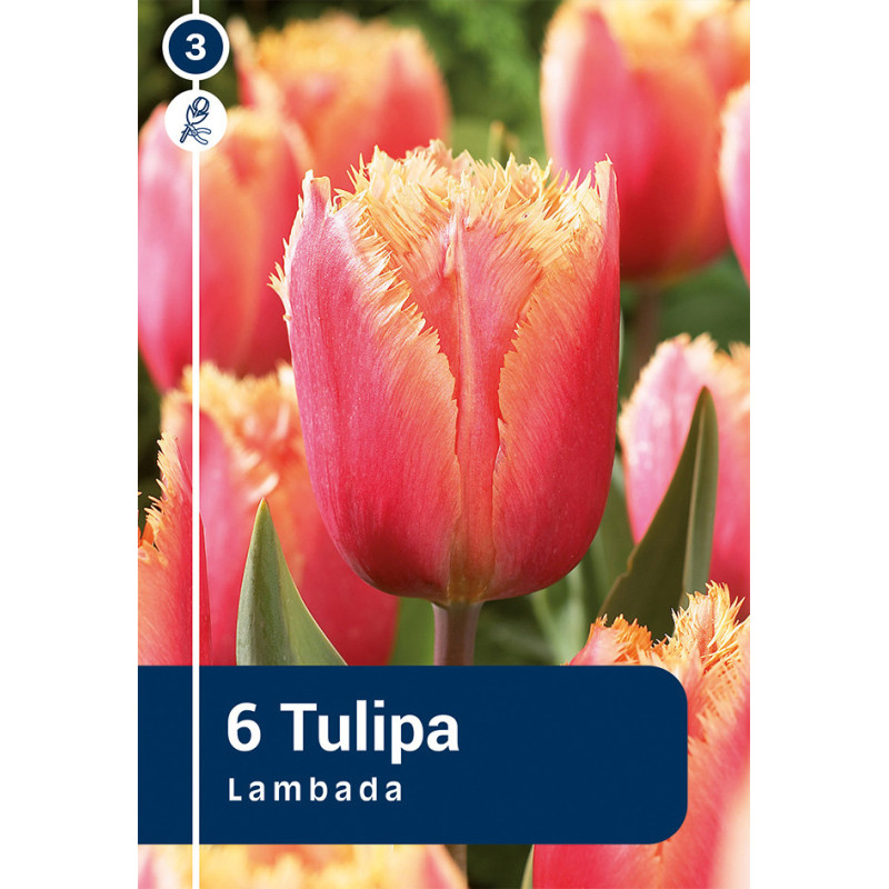 Bulbes de tulipes Lambada 10 pièces