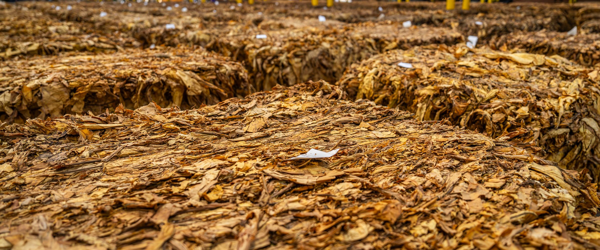 Dried tobacco leaves stored in a tobacco warehouse