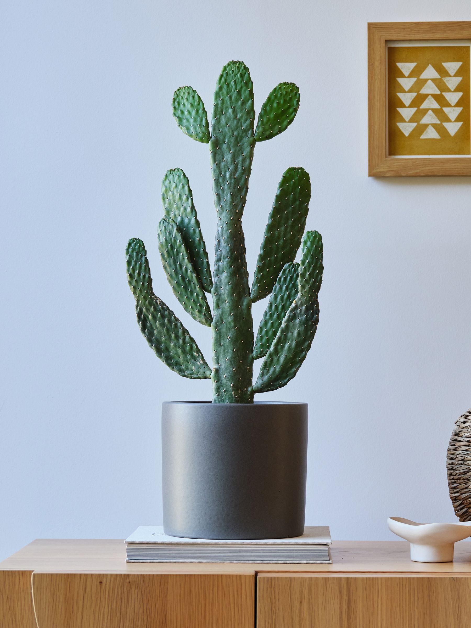 Beards & Daisies Graphite Real Cowboy Cactus Plant in Earthenware Pot