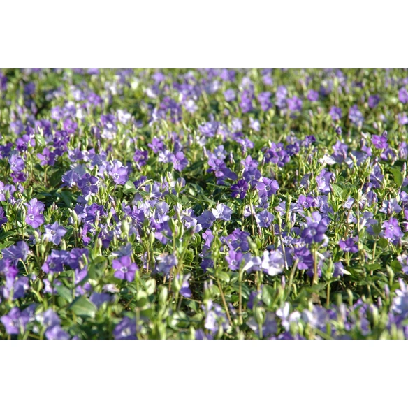 Kleines Immergrün, Vinca minor »Marie «, Blattfarbe: grün, Blüte: blau