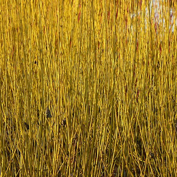 2 x Cornouiller jaune 'Flaviramea' - Cornus sericea 'Flaviramea'- 60-80 cm pot