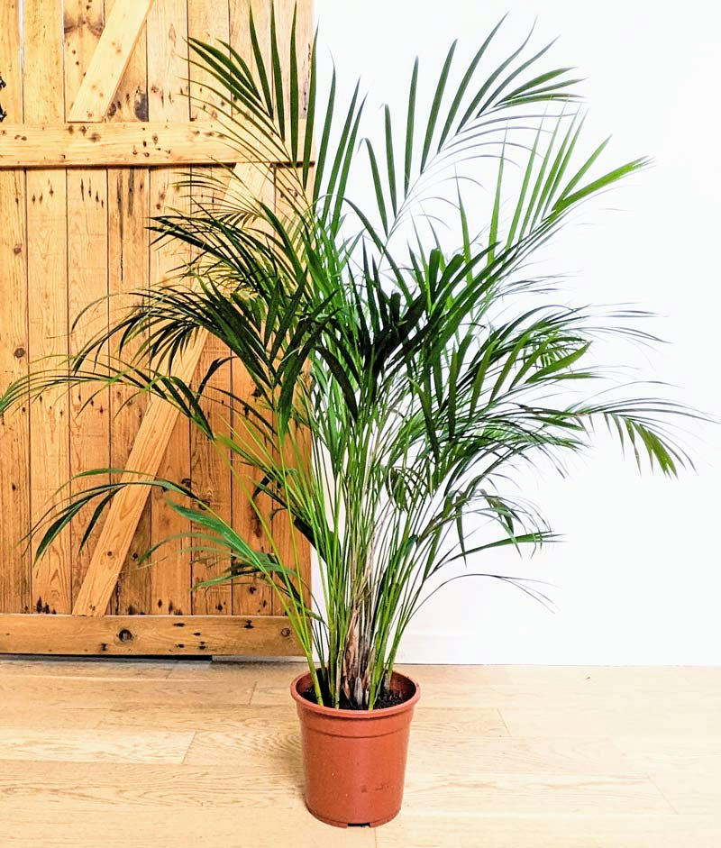 - Pablo, Palmier areca 120 cm