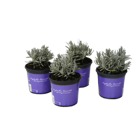 Lavendel, Lavandula angustifolia »Englischer Lavendel «, Blüte: gemischt, kerzenblütig
