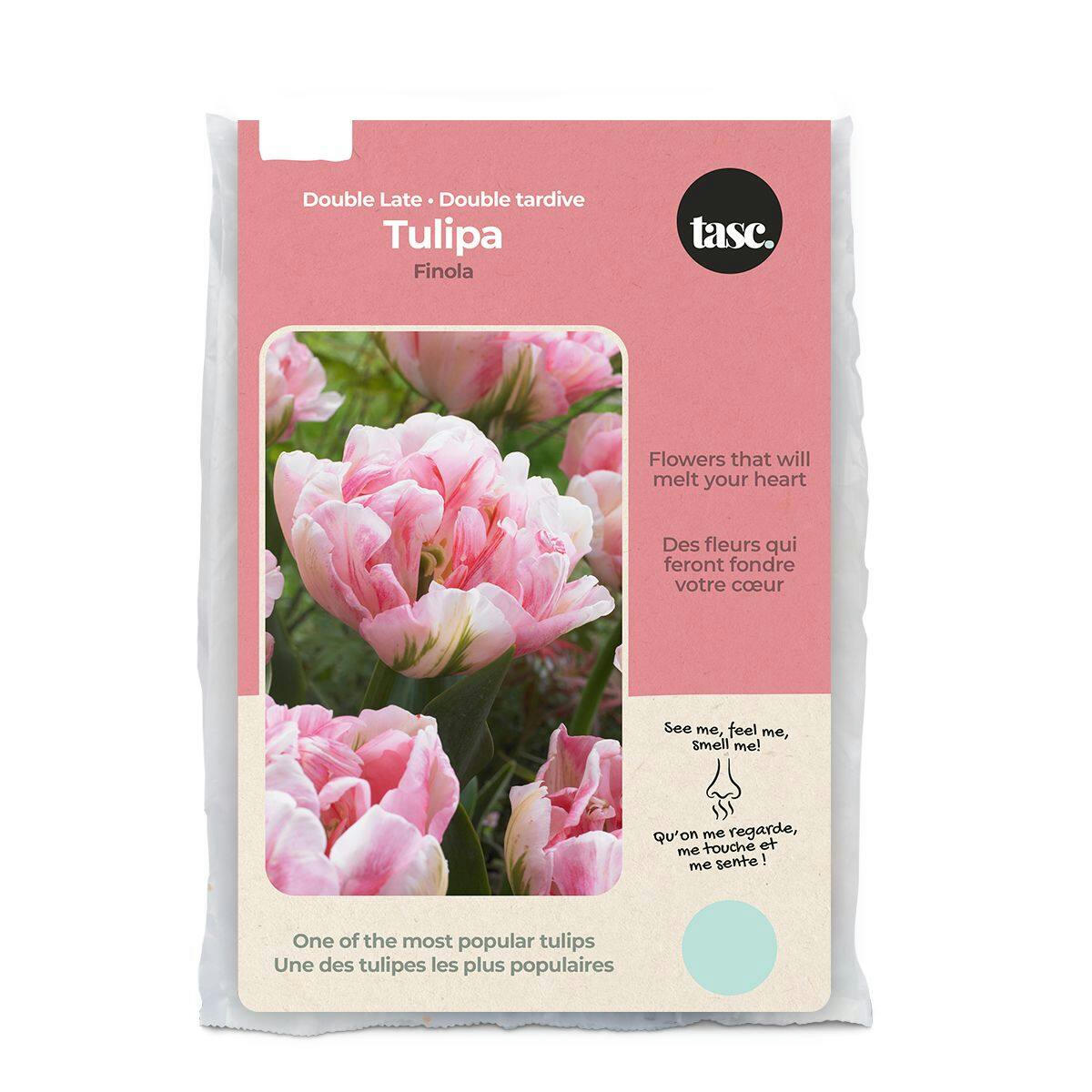 Bulbs Are Easy, Tulip Double Late Finola, Flower Bulbs