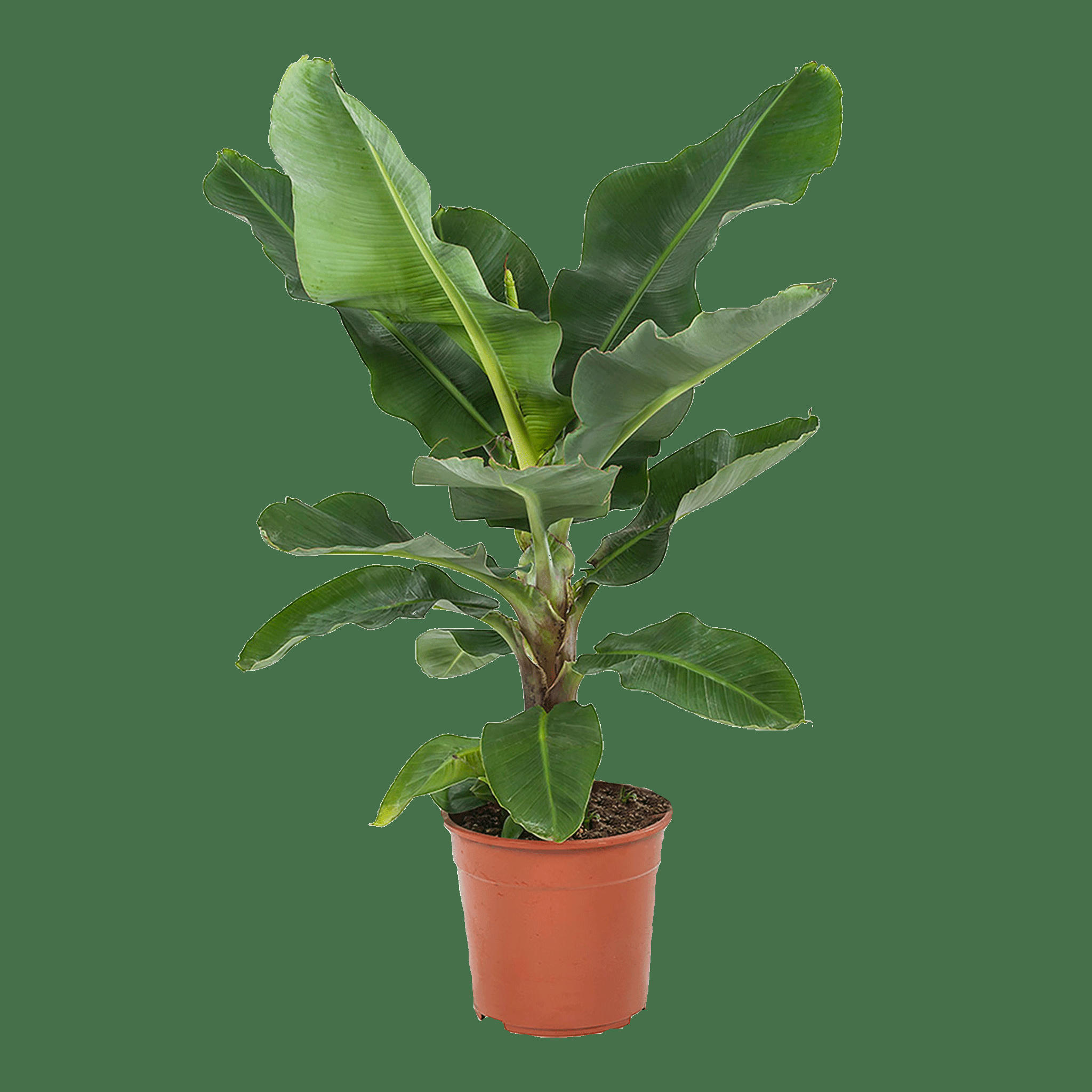 - Plante d'intérieur - Bananier de 80 cm