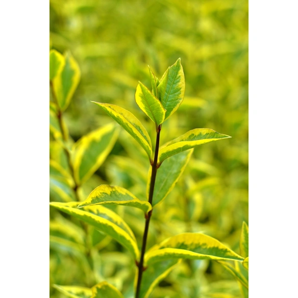 Gold-Liguster, Ligustrum ovalifolium »Aureum«, Blätter: grün/gelb, Blüten: creme