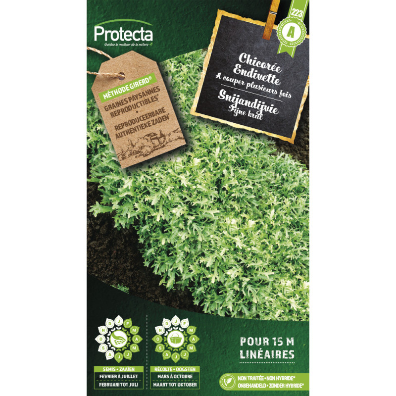 Semences de chicorée Endivette PROTECTA