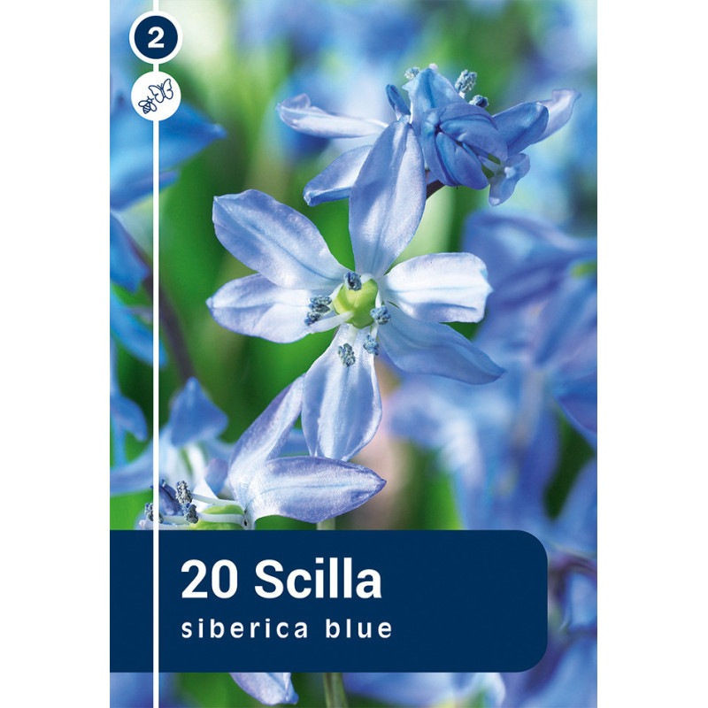 Bulbes de Scilla Siberica blue 20 pièces