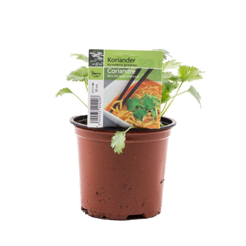 Coriandre en pot