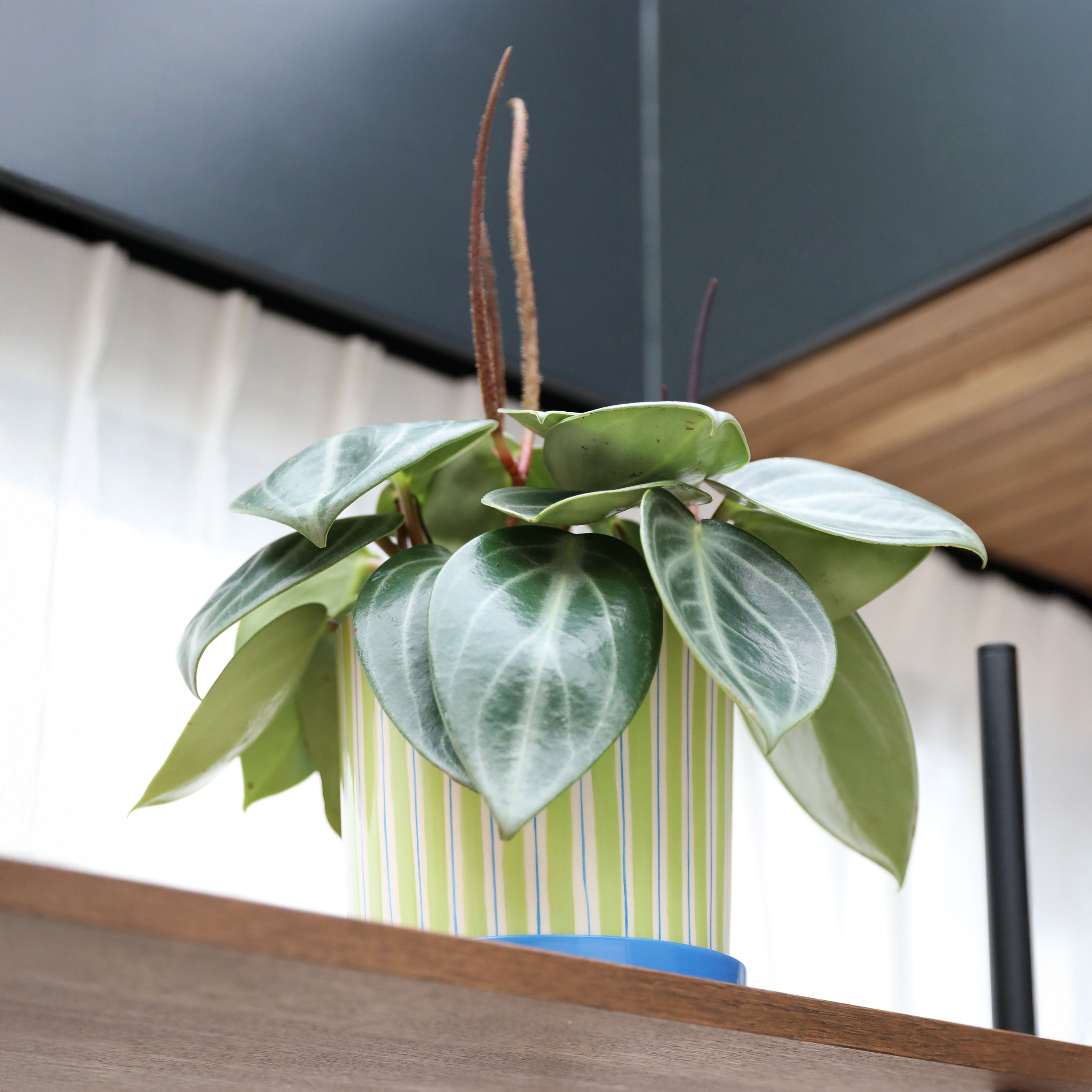 &klevering Ray Bloempot Medium - Groen