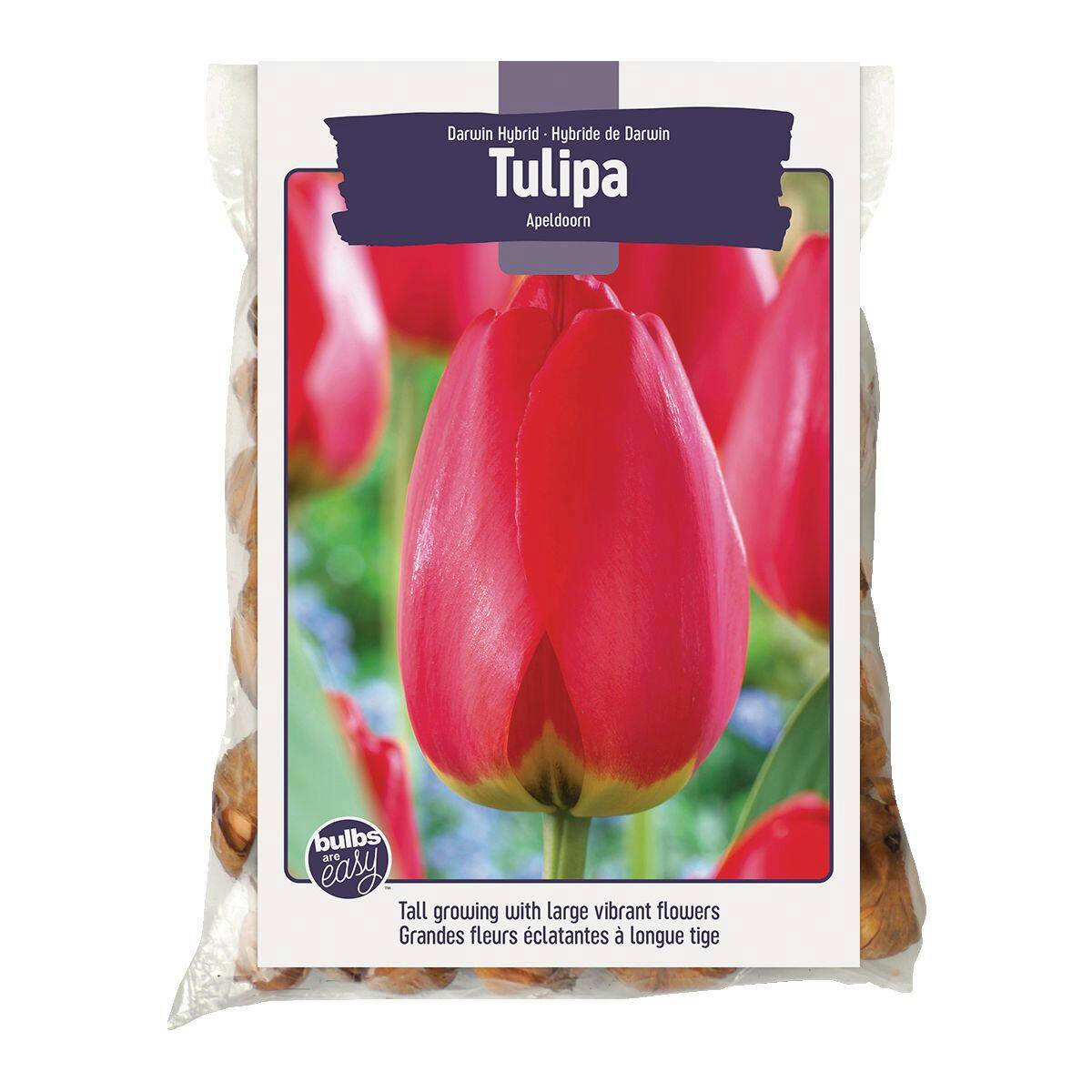 Bulbs Are Easy, Darwin Hybrid Apeldoorn Tulip Bulbs, Home Garden