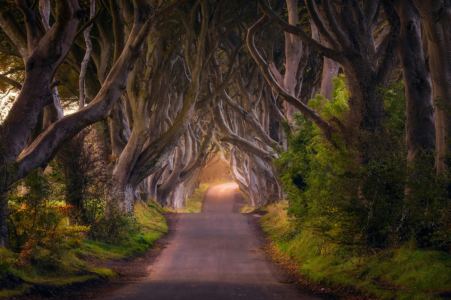 - Tableau nature arbres enchanteurs imprimé sur alu 120x80cm