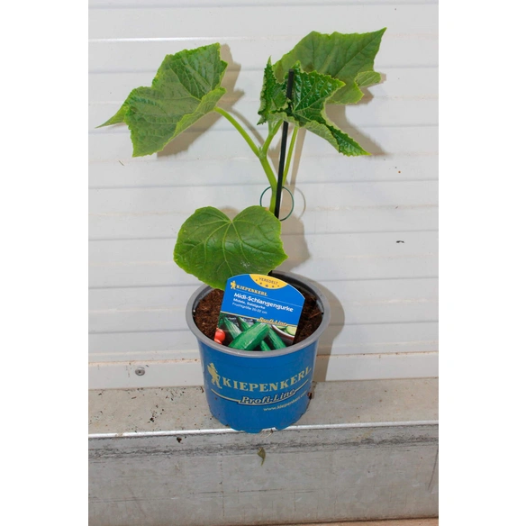 Gurkenpflanze Cucumis sativus »Midele«, veredelt, im Topf Ø: 12 cm