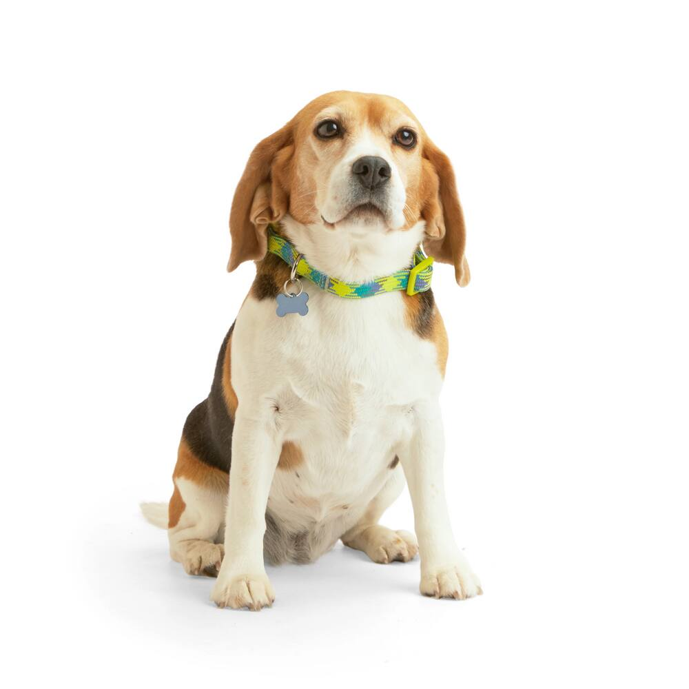 Petco Reflective Yellow/Blue Dog Collar