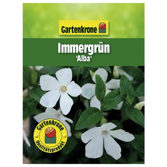 Kleinblättriges Immergrün, Vinca minor »Alba«, Blattfarbe: grün, Blüte: weiß