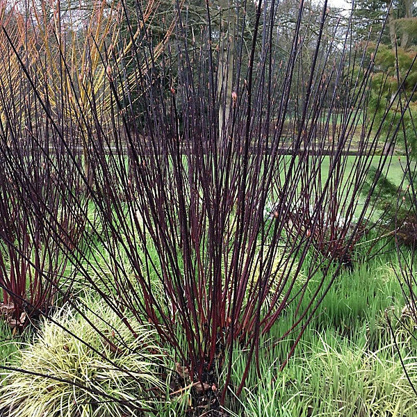 2 x Cornouiller blanc 'Kesselringii' - Cornus alba 'Kesselringii'- 60-80 cm pot