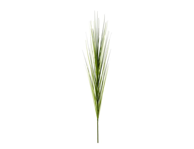 Einzelrispe Isolepsis grün