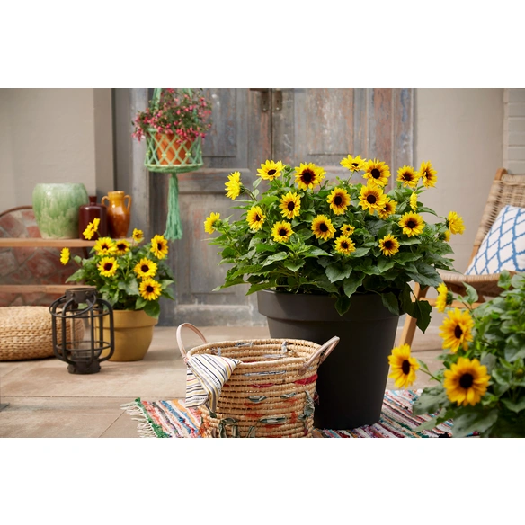 Stauden »Helianthus annuus Sunbelievable«, Blütenfarbe: gelb