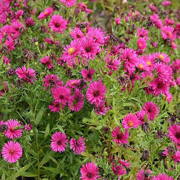 6 x Aster nain 'Jenny' - Aster dumosus 'Jenny'- godet 9cm x 9cm