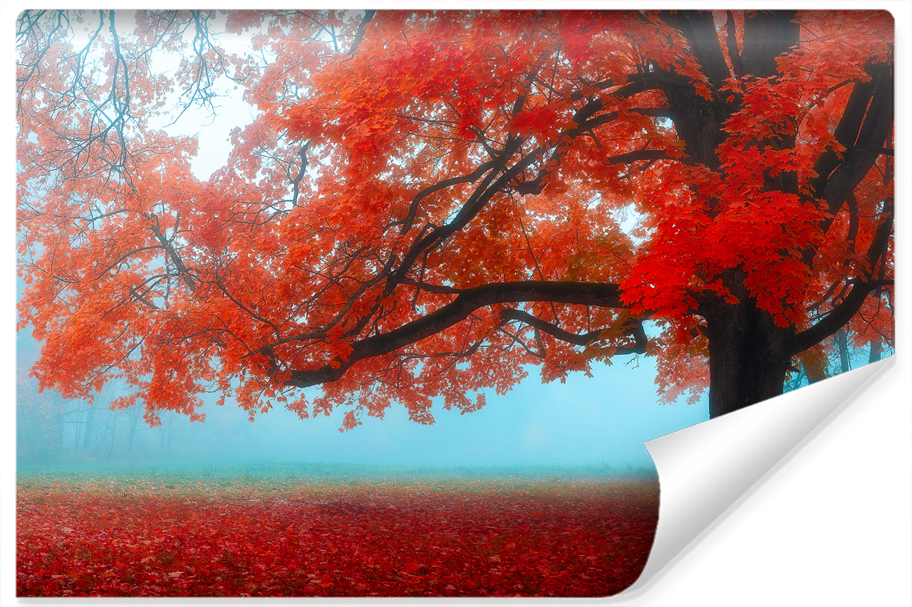 Fototapeta Czerwone LIŚCIE Klony Las 3D 90x60cm
