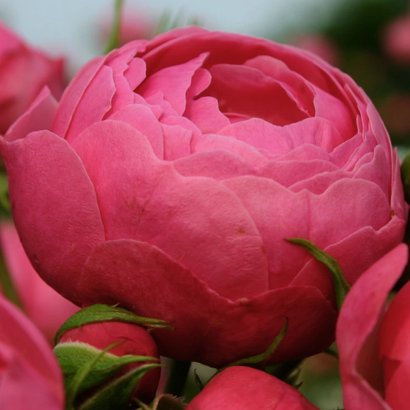 Beetrose, Rosa »Pomponella®«, Blüte: rosa, gefüllt