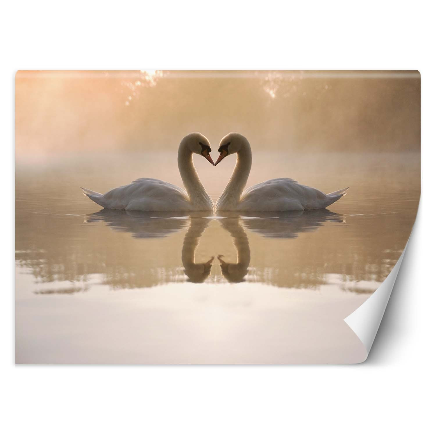 Feeby Fototapeta, Łabędzie jezioro 150x105