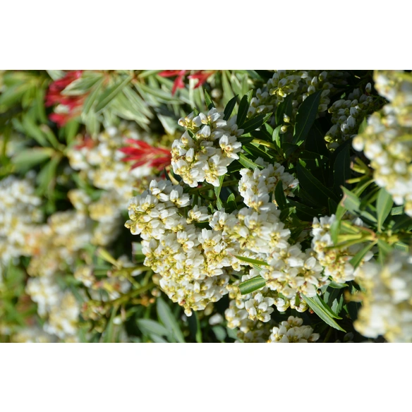Lavendelheide, Pieris japonica »Debutante«, weiß, Höhe: 40 - 50 cm