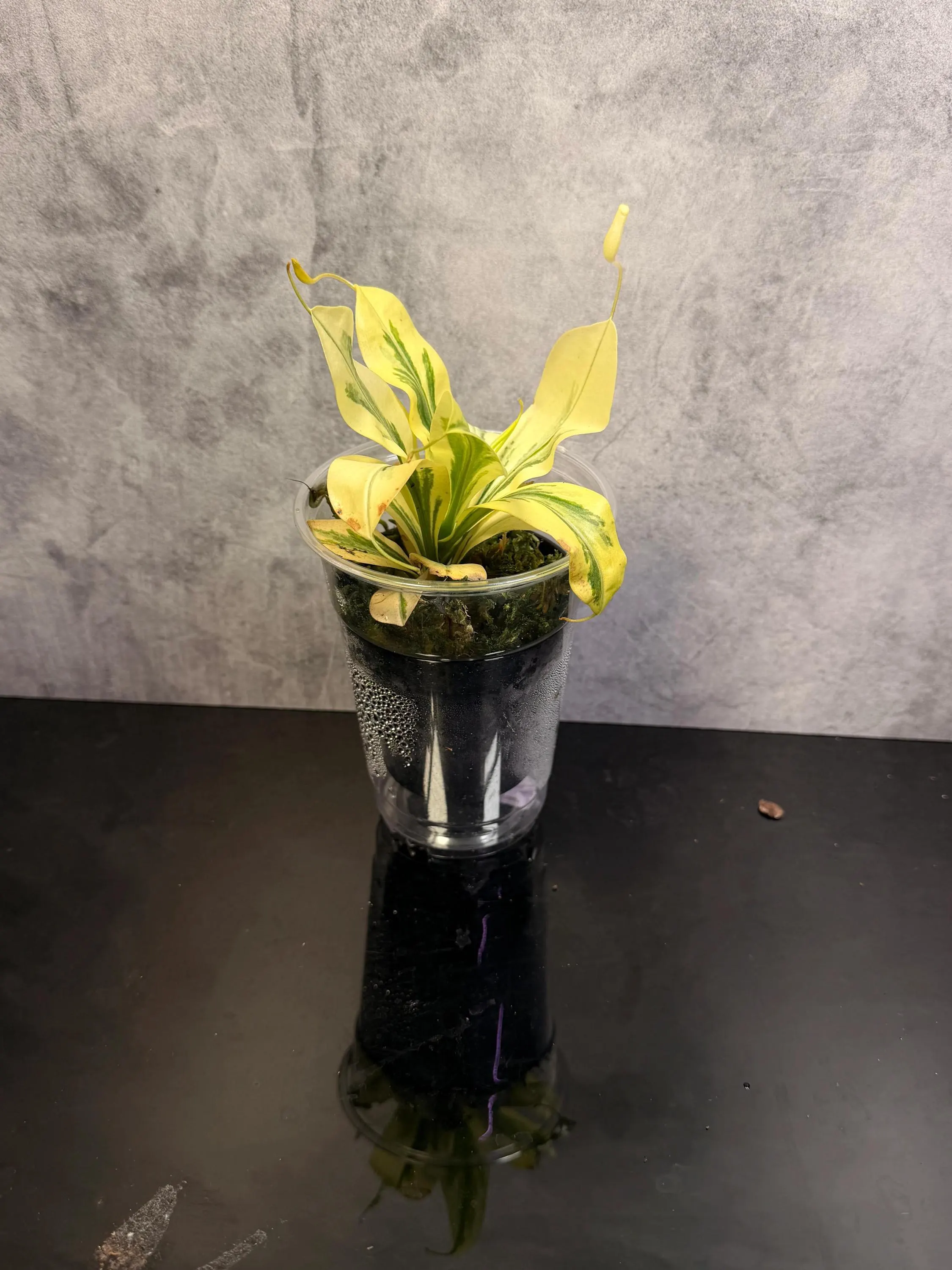 Nepenthes variegated 3