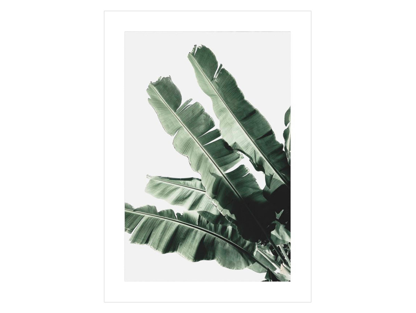 Plakat Liść Bananowca I 50x70 cm