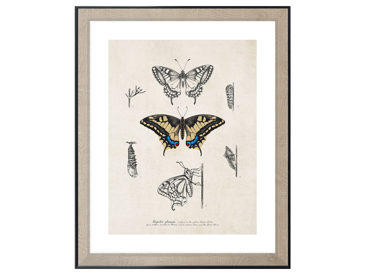 Obraz w ramie Butterfly Life Cycle 46x56 cm