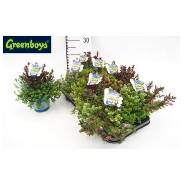 Strauchveronika, Hebe Hybriden »Green Boys Trio«, max. Wuchshöhe: 20 cm