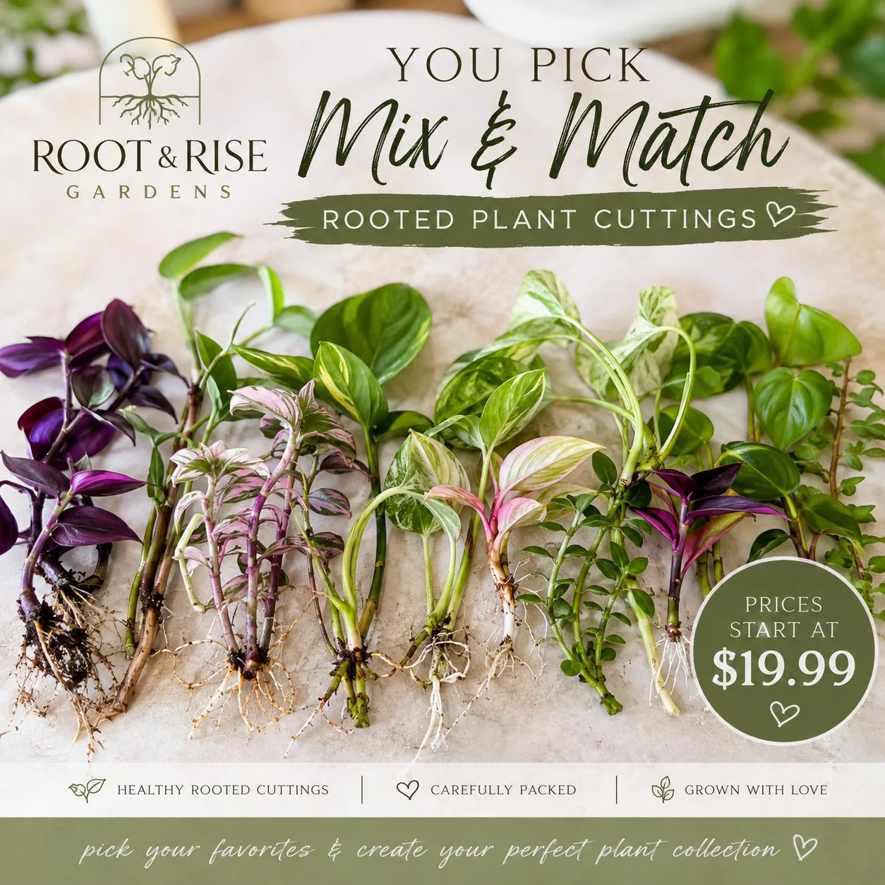 Mix & Match Rooted Plant Cuttings | Beginner Patio Garden Starter Kit