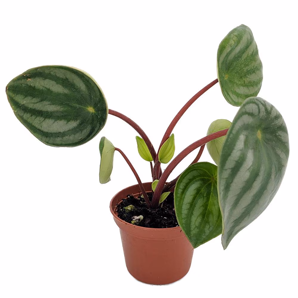 Watermelon Peperomia 2