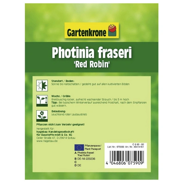 Glanzmispel, Photinia fraseri »Red Robin«, weiß, winterhart