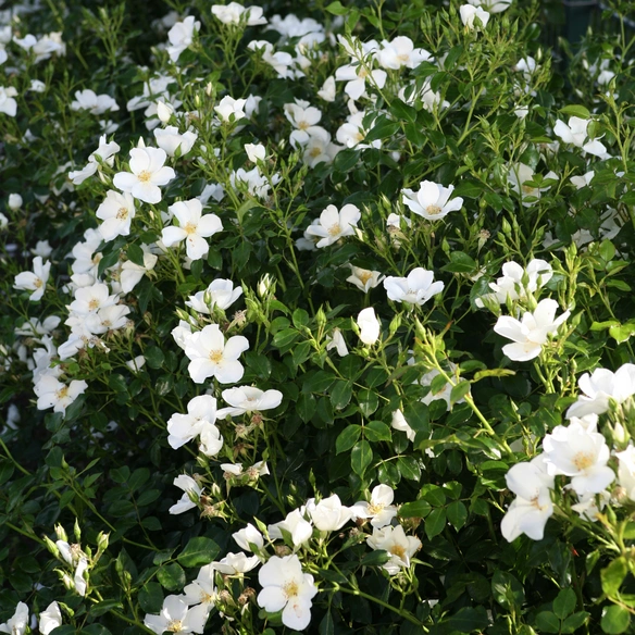 Rose »Escimo«
