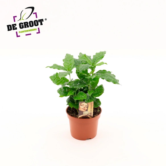 Grünpflanze, Coffea arabica, T 12 H 25