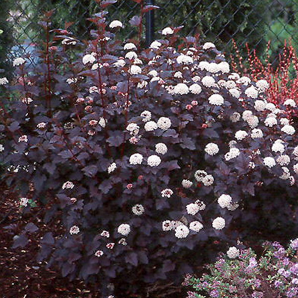 2 x Physocarpe à feuilles d'Obier 'Diabolo' - Physocarpus opulifolius 'Diabolo'- 30-40 cm pot