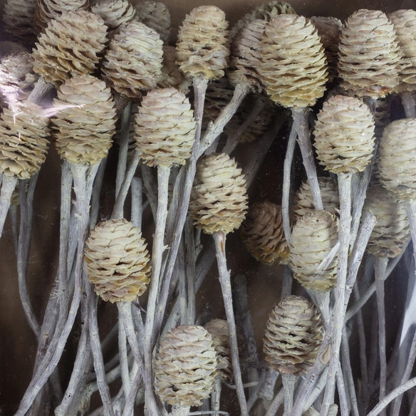 Trockenblumen