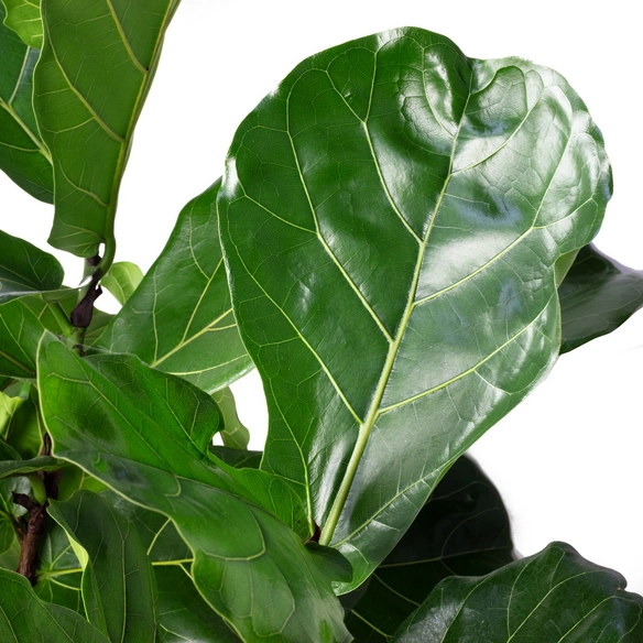 Geigenfeige, Ficus Lyrata, im Kunststoff-Kulturtopf